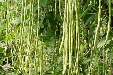 干枝梅豇豆产量高吗,干枝梅缸豆产量